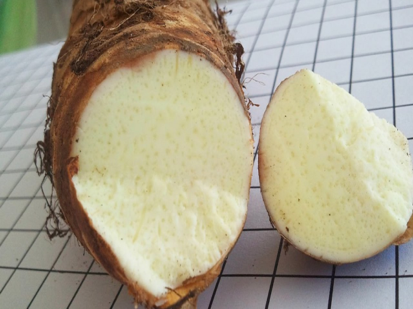 Khoai môn thực phẩm dinh dưỡng có tác dụng chữa trị nhiều căn bệnh