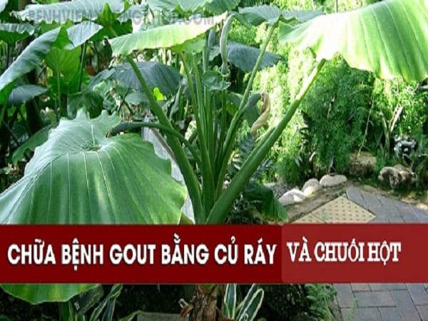 Tác dụng của củ ráy và quả chuối hột với cách sử dụng hiệu quả